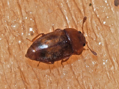 Epuraea unicolor