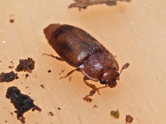 Epuraea unicolor