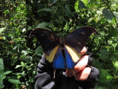 Consul panariste panariste