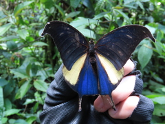 Consul panariste panariste