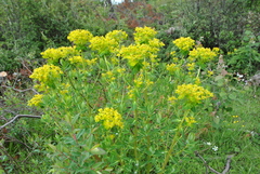 Euphorbia jolkinii