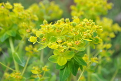 Euphorbia jolkinii