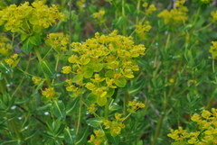 Euphorbia jolkinii