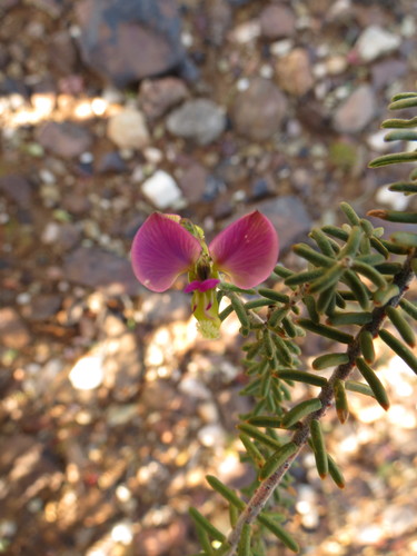 Image of Donkey Falsepea (Polygala teretifolia) by (c) Christiaan Viljoen, some rights reserved (CC BY)