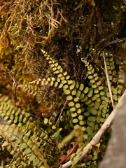Asplenium trichomanes trichomanes