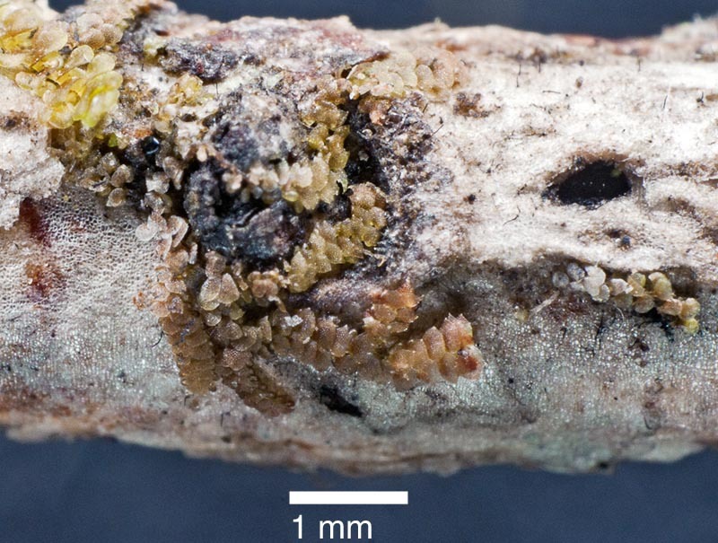 Frullania wairua