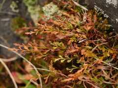 Asplenium × alternifolium