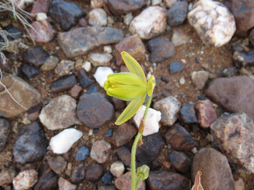 Albuca namaquensis