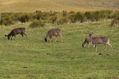 Odocoileus virginianus ustus