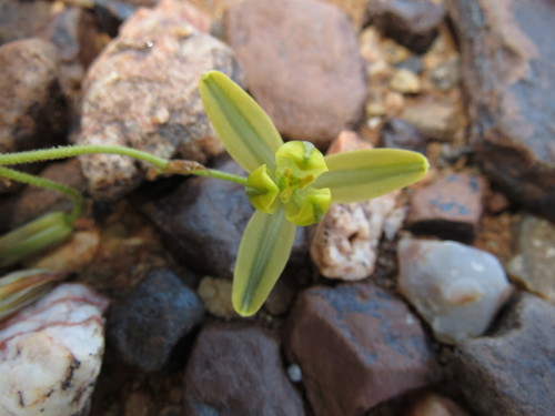 Albuca namaquensis