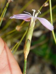 Dianthus thunbergii