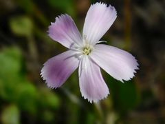 Dianthus thunbergii