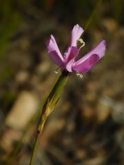 Dianthus thunbergii