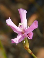 Dianthus thunbergii