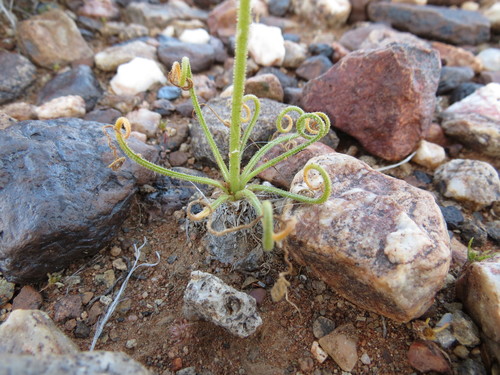 Albuca namaquensis