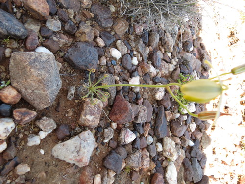 Albuca namaquensis
