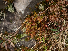 Asplenium × alternifolium