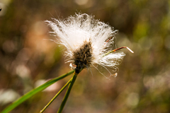 Eriophorum vaginatum