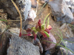 Lapeirousia pyramidalis