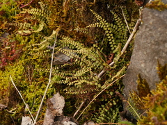 Asplenium trichomanes trichomanes