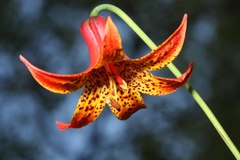 Lilium canadense