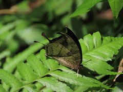 Consul panariste panariste