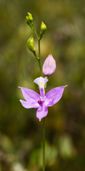 Calopogon tuberosus tuberosus