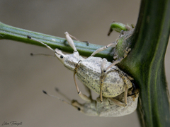 Naupactus albidus