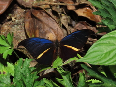 Consul panariste panariste