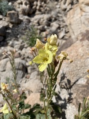 Chylismia arenaria