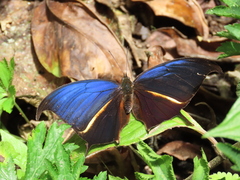 Consul panariste panariste