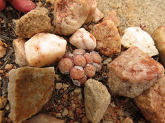 Conophytum truncatum