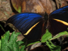 Consul panariste panariste