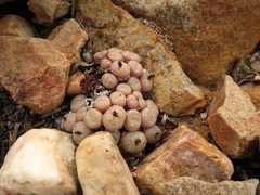 Conophytum truncatum
