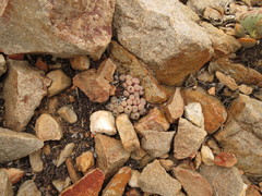 Conophytum truncatum
