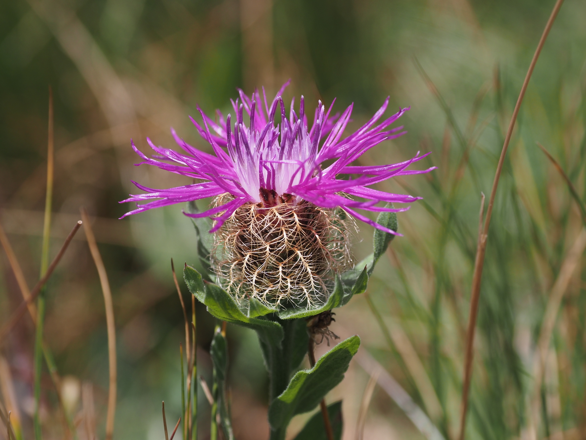 Centaurea nervosa