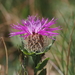 Singleflower Knapweed - Photo (c) Thanasis Papanikolaou, some rights reserved (CC BY-NC), uploaded by Thanasis Papanikolaou