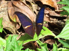 Consul panariste panariste