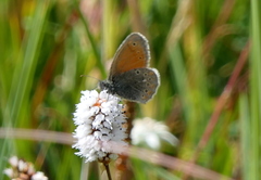 Coenonympha amaryllis tydeus