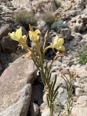 Chylismia arenaria