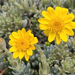 Senecio argyreus