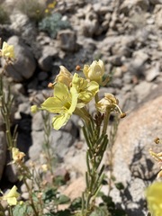 Chylismia arenaria