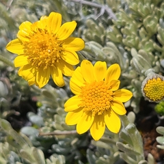 Senecio argyreus