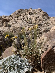 Chylismia arenaria