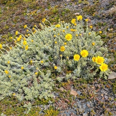 Senecio argyreus