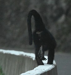 Trachypithecus francoisi