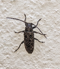 Apomecyna binubila binubila