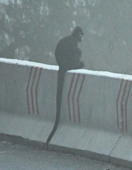 Trachypithecus francoisi