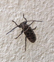 Apomecyna binubila binubila