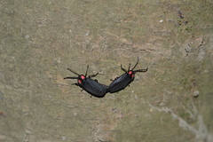 Pyractonema